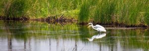 egrets in creek